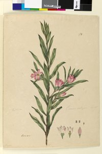 Sivu 174. Crowea saligna, n. 1803-06 (wc, kynä, muste ja kynä) tekijältä John William Lewin