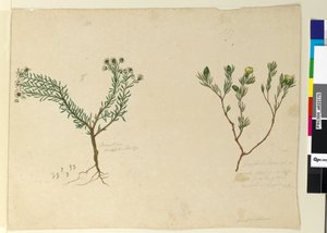 Sivu 179. Gompholobium; 180. Poranthera ericafolia, n. 1803-06 (wc, kynä, muste ja kynä) tekijältä John William Lewin