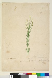 Sivu 17. Symphionema paludosum, n. 1803-06 (wc, kynä, muste ja kynä) tekijältä John William Lewin