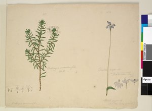 Sivu 183. Westringia rosmarinifolia Westringia fruiticosa; 184. Glossodia major, n. 1803-06 (wc, kynä, muste ja kynä) tekijältä John William Lewin
