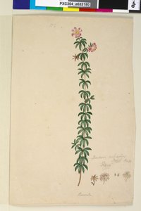 Sivu 186. Bauera rubioides, n. 1803-06 (wc, kynä, muste ja kynä) tekijältä John William Lewin