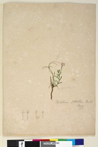 Sivu 187. Epilobium glabellum, n. 1803-06 (wc, kynä, muste ja kynä) tekijältä John William Lewin
