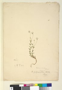 Sivu 18. Mitrasacme polymorpha, c.1803-06 (wc, kynä, muste ja kynä) tekijältä John William Lewin