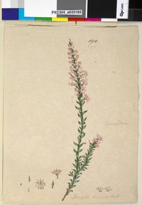 Sivu 190. Sprengelia incarnata, n. 1803-06 (wc, kynä, muste ja kynä) tekijältä John William Lewin