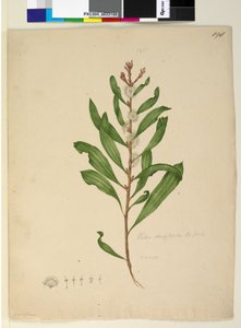 Sivu 198. Hakea dactyloides, noin 1803-06 (wc, kynä, muste ja lyijykynä). tekijältä John William Lewin