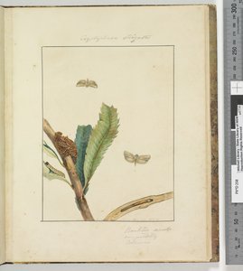 Sivu 19. Levy 5 Cryptophasa Strigata, 1803-04 (käsinväriset etsausprintit) tekijältä John William Lewin