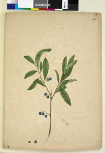 Sivu 200. Elaeocarpus reticulatus, n. 1803-06 (wc, kynä, muste ja kynä) tekijältä John William Lewin