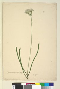 Sivu 20. Conospermum longifolium, n. 1803-06 (wc, kynä, muste ja kynä) tekijältä John William Lewin