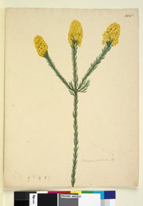 Sivu 215. Dillwynia floribunda, n. 1803-06 (wc, kynä, muste ja kynä) tekijältä John William Lewin