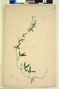 Sivu 218. Kennedia comptoniana Hardenbergia comptoniana, n. 1803-06 (wc, kynä, muste ja kynä)
