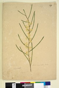 Sivu 219. Acacia angustifolia, n. 1803-06 (wc, kynä, muste ja kynä) tekijältä John William Lewin