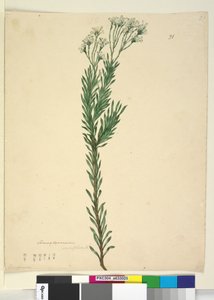 Sivu 21. Conospermum ericifolium, c.1803-06 (wc, kynä, muste ja kynä) tekijältä John William Lewin