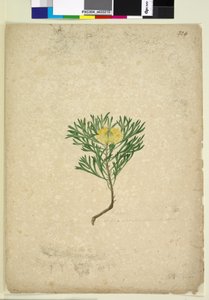 Sivu 224. Isopogon anemonifolius, n. 1803-06 (wc, kynä, muste ja kynä) tekijältä John William Lewin