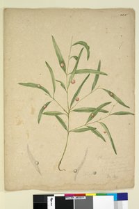 Sivu 225. Erään eukalyptuslajin haara, jossa on sappeja..., n. 1803-06 (wc, kynä, muste ja kynä) tekijältä John William Lewin
