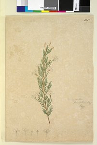 Sivu 226. Ricinocarpus pinifolius, n. 1803-06 (wc, kynä, muste ja kynä) tekijältä John William Lewin