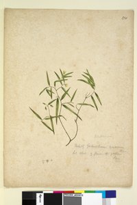 Sivu 230. Geitonoplesium cymosum, n. 1803-06 (wc, kynä, muste ja kynä) tekijältä John William Lewin