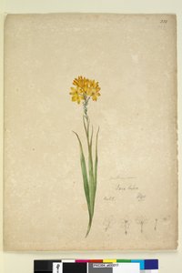 Sivu 232. Ixia lutea, n. 1803-06 (wc, kynä, muste ja kynä) tekijältä John William Lewin