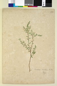 Sivu 233. Leucopogon, n. 1803-06 (wc, kynä, muste ja kynä) tekijältä John William Lewin