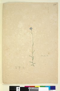 Sivu 235. Campanula, n. 1803-06 (wc, kynä, muste ja kynä) tekijältä John William Lewin