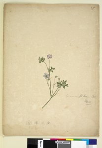 Sivu 237. Geranium pilosum, n. 1803-06 (wc, kynä, muste ja kynä) tekijältä John William Lewin