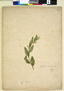 Sivu 238. Goodenia ovata, n. 1803-06 (wc, kynä, muste ja kynä) tekijältä John William Lewin