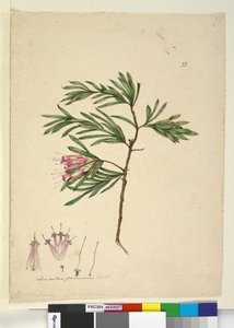 Sivu 23. Lambertia formosa, n. 1803-06 (wc, kynä, muste ja kynä) tekijältä John William Lewin
