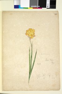 Sivu 241. Ixia lutea, n. 1803-06 (wc, kynä, muste ja kynä) tekijältä John William Lewin