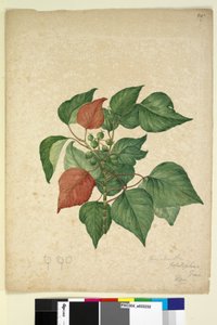 Sivu 247. Homolanthus populifolius Omalanthus populifolius, n.1803-06 (wc, kynä, muste ja kynä) tekijältä John William Lewin