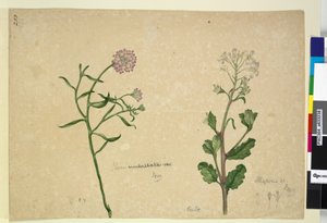 Sivu 253. Iberis umbellata; Hesperis sp., n. 1803-06 (wc, kynä, muste ja kynä)