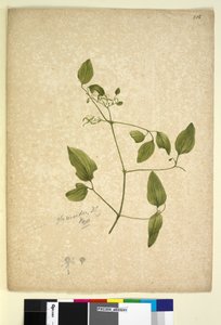 Sivu 256. Clematis glycinoides, n. 1803-06 (wc, kynä, muste ja kynä) tekijältä John William Lewin