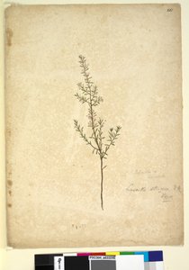Sivu 261. Lissanthe strigosa, n. 1803-06 (wc, kynä, muste ja kynä) tekijältä John William Lewin