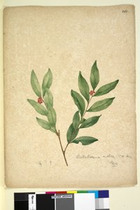 Sivu 263. Wikstroemia indica, n. 1803-06 (wc, kynä, muste ja kynä) tekijältä John William Lewin