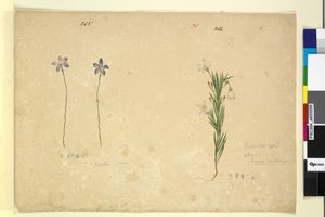 Sivu 265. Glossodia minor; 266. Ricinocarpus, n. 1803-06 (wc, kynä, muste ja kynä)