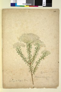 Sivu 268. Helichrysum diosmifolium Ozothamnus diosmifolius, n. 1803-06 (wc, kynä, muste ja kynä)