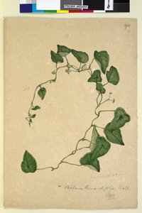 Sivu 270. Stephania hernandiaefolia, n. 1803-06 (wc, kynä, muste ja kynä) tekijältä John William Lewin