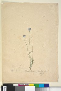 Sivu 37. Wahlenbergia gracilis, n. 1803-06 (wc, kynä, muste ja kynä) tekijältä John William Lewin
