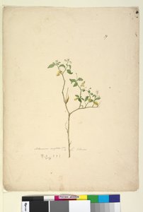 Sivu 39. Solanum nigrum, c.1803-06 (wc, kynä, muste ja kynä) tekijältä John William Lewin