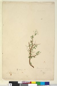 Sivu 42. Bursaria spinosa, n. 1803-06 (wc, kynä, muste ja kynä) tekijältä John William Lewin