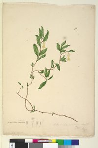 Sivu 43. Billardiera scandens, c.1803-06 (wc, kynä, muste ja lyijykynä)