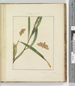 Sivu 43. Levy 11 Bombyx Nasuta, 1803-04 (käsinväriset etsausprintit) tekijältä John William Lewin