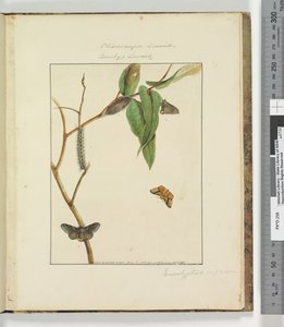 Sivu 47. Levy 12 Clisiocampa Lewinae Bombyx Lewinae, 1803-04 (käsinväriset etsausprintit) tekijältä John William Lewin