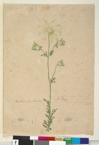Sivu 48. Actinotus Helianthi, n. 1803-06 (wc, kynä, muste ja kynä) tekijältä John William Lewin