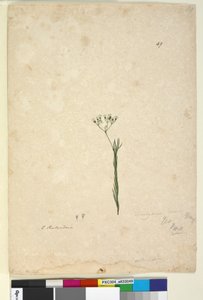 Sivu 49. Trachymene linearis, n. 1803-06 (wc, kynä, muste ja kynä) tekijältä John William Lewin