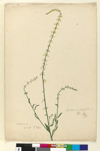 Sivu 51. Stackhousia, n. 1803-06 (wc, kynä, muste ja kynä) tekijältä John William Lewin