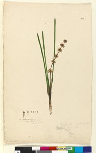 Sivu 62. Xerotes Lomandra multiflora, n.1803-06 (wc, kynä, muste ja kynä) tekijältä John William Lewin