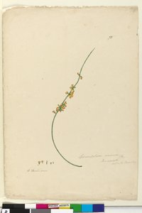 Sivu 75. Sphaerolobium vimineum, n. 1803-06 (wc, kynä, muste ja kynä) tekijältä John William Lewin