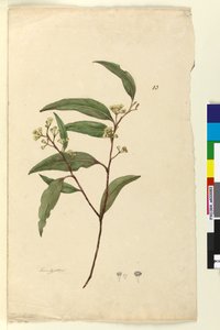 Sivu 83. Eucalyptus, n. 1803-06 (wc, kynä, muste ja kynä) tekijältä John William Lewin