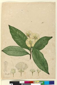 Sivu 85. Angophora intermedia, n. 1803-06 (wc, kynä, muste ja kynä) tekijältä John William Lewin