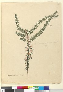 Sivu 86. Leptospermum scoparium, n. 1803-06 (wc, kynä, muste ja kynä) tekijältä John William Lewin