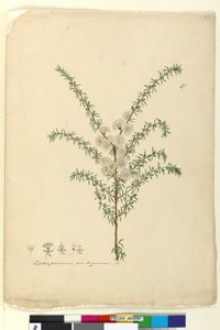 Sivu 87. Leptospermum ambiguum, n. 1803-06 (wc, kynä, muste ja kynä) tekijältä John William Lewin